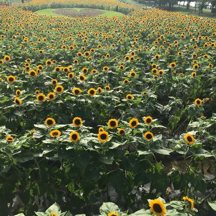 けいいちろうさんが投稿した上堰潟公園に関する口コミの画像