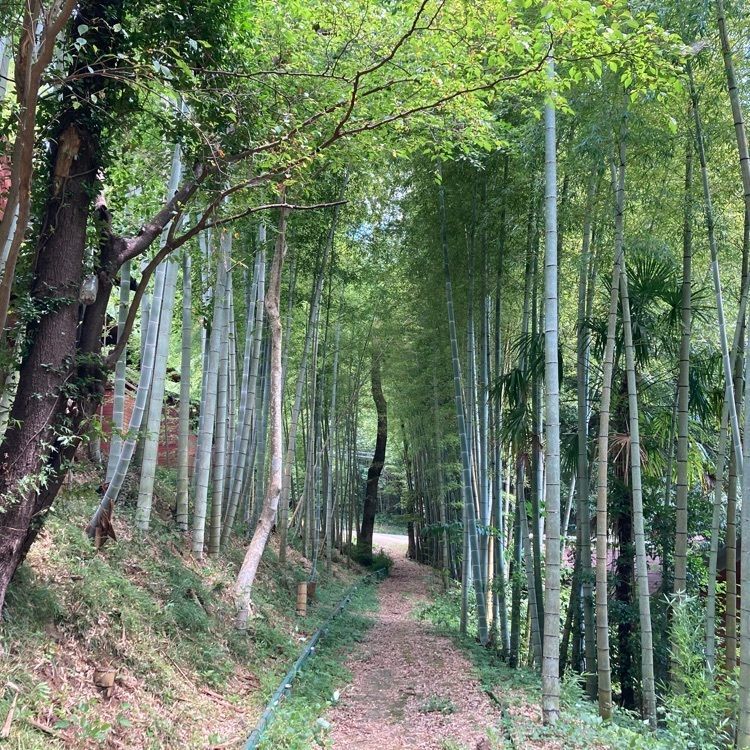 ken2ro_aumoさんが投稿したリソル生命の森に関する口コミの画像