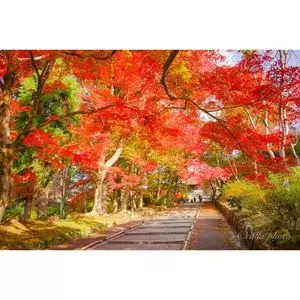 毘沙門堂の紅葉