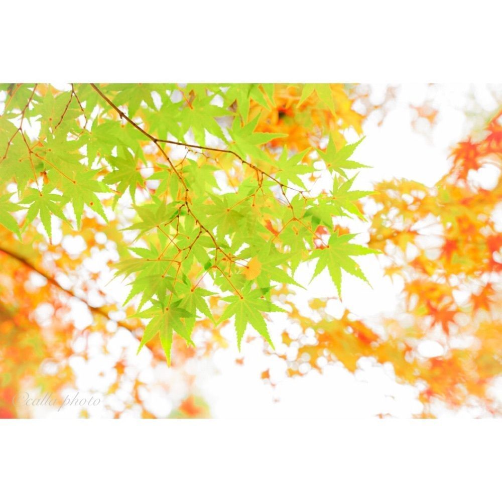 urban_garden_243aさんが投稿した毘沙門堂の紅葉に関する口コミの画像