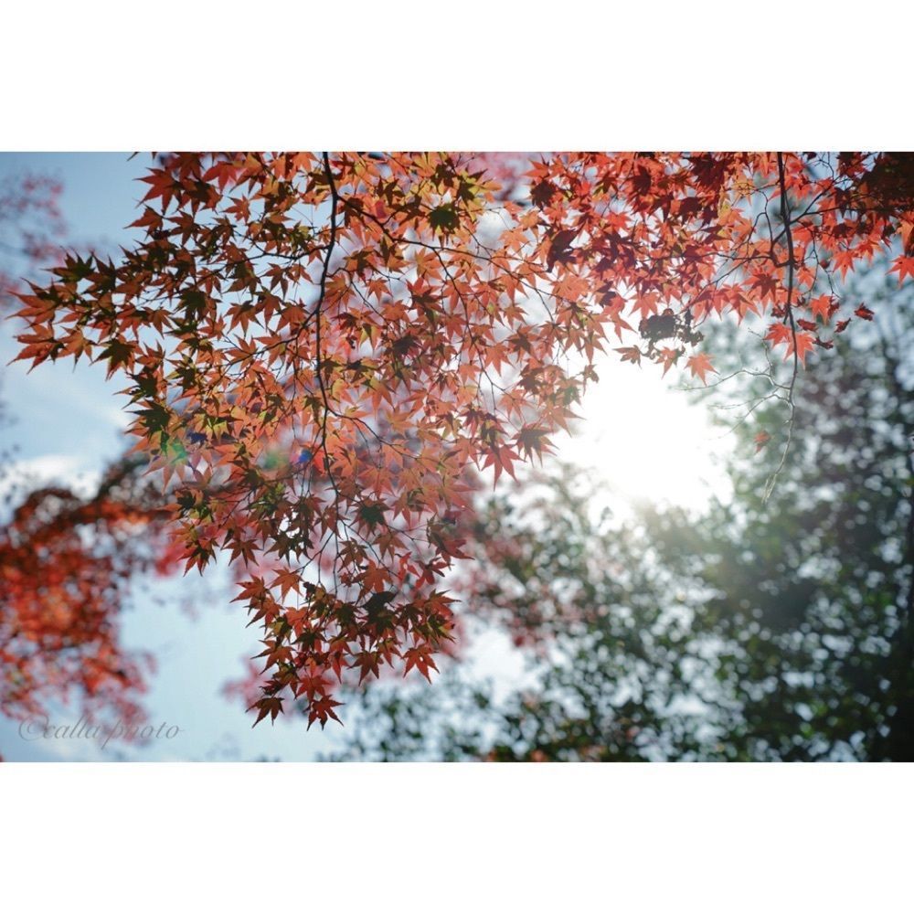 urban_garden_243aさんが投稿した毘沙門堂の紅葉に関する口コミの画像