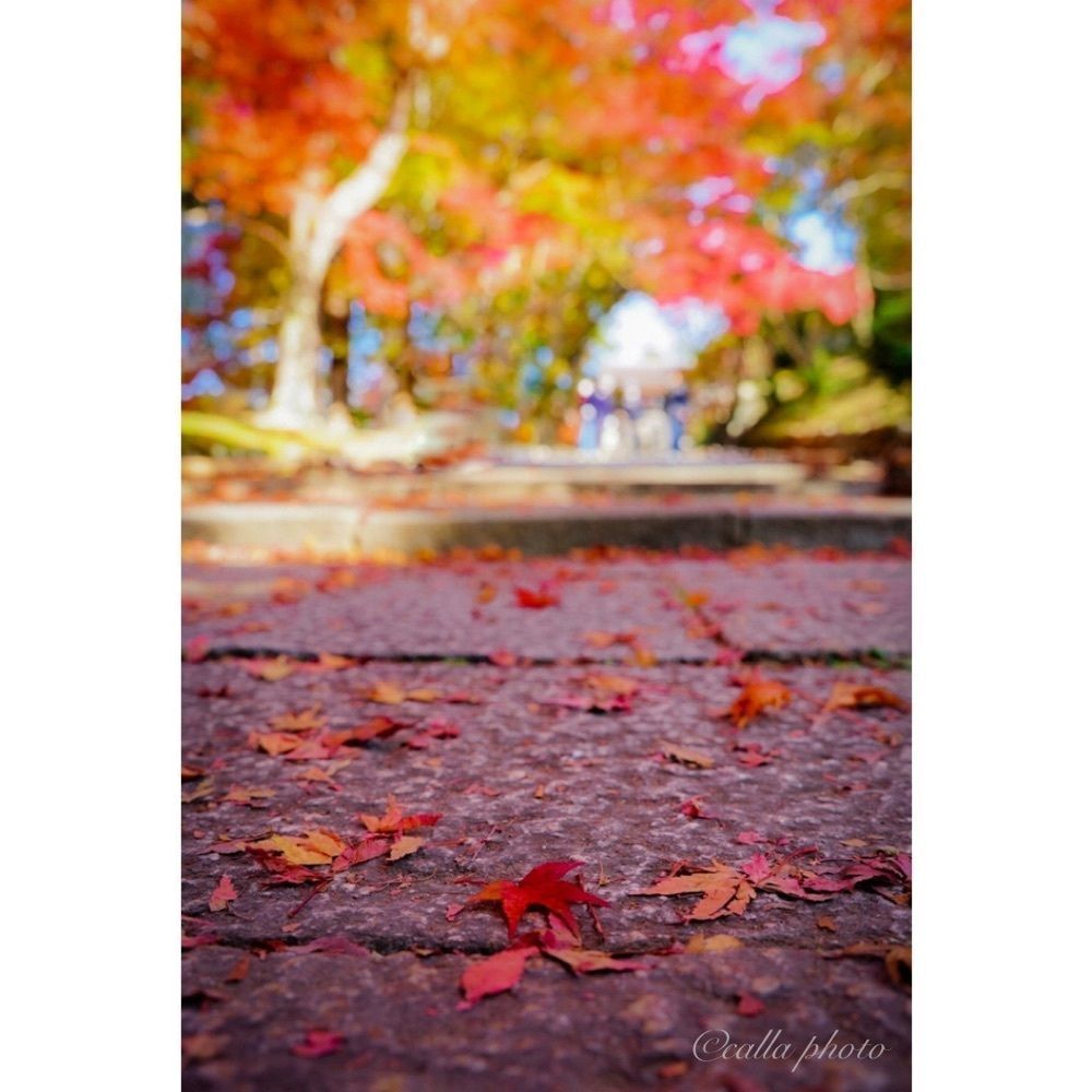urban_garden_243aさんが投稿した毘沙門堂の紅葉に関する口コミの画像