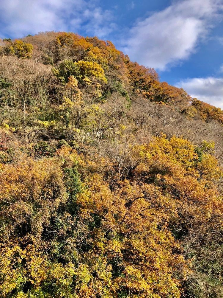 からっ風②さんが投稿した高津戸峡遊歩道に関する口コミの画像