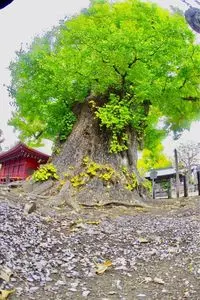 勝福寺の大イチョウ