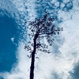 奇跡の一本松