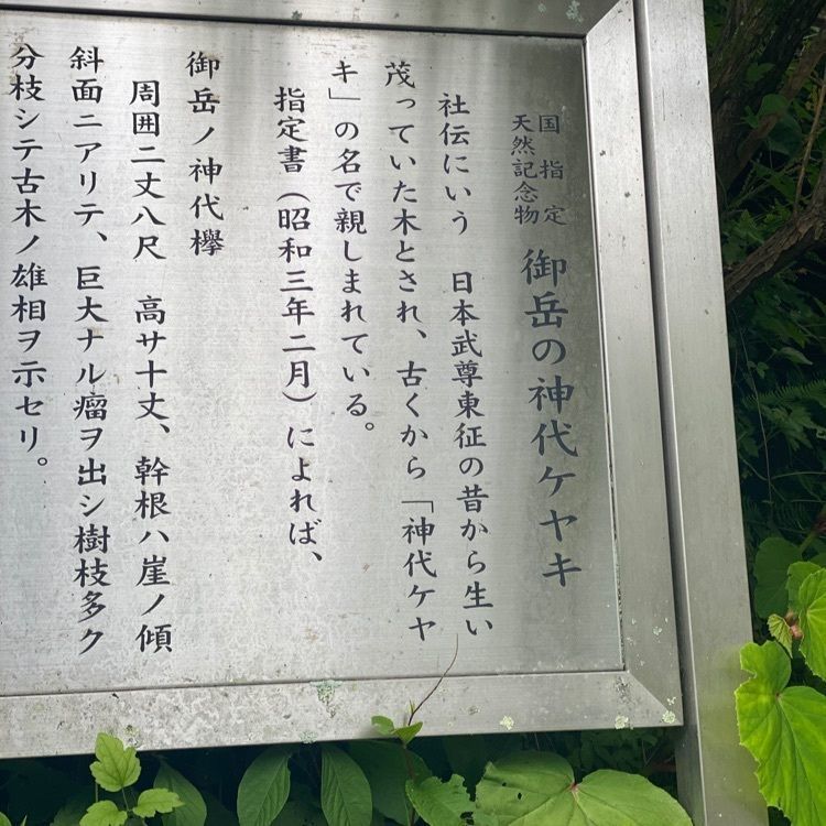 かよこさんが投稿した御岳山の神代ケヤキに関する口コミの画像