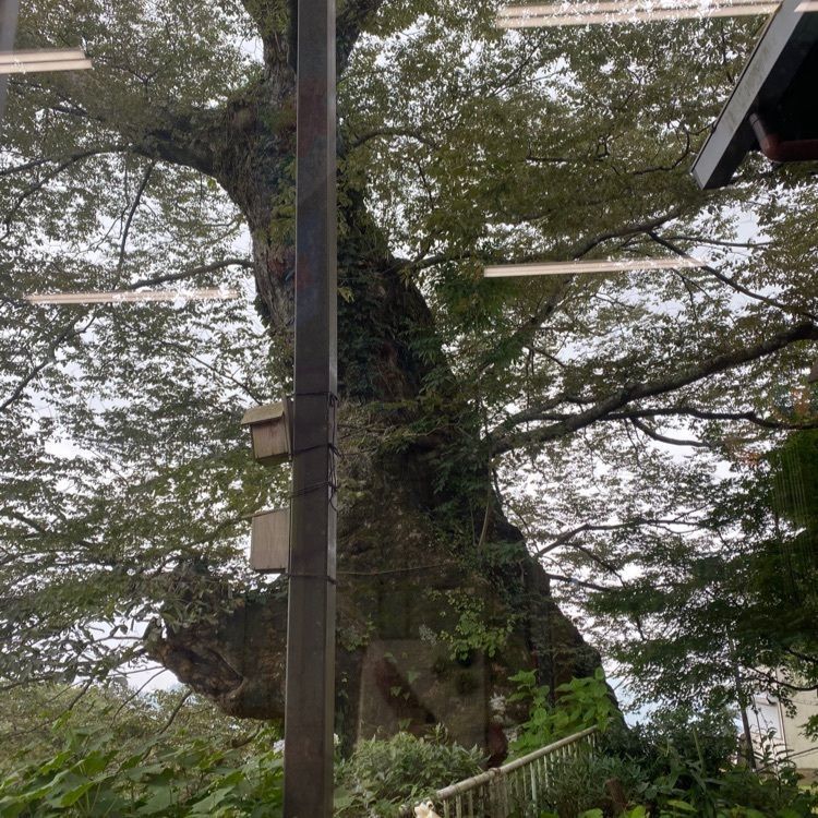 かよこさんが投稿した御岳山の神代ケヤキに関する口コミの画像