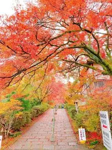 曼殊院の紅葉