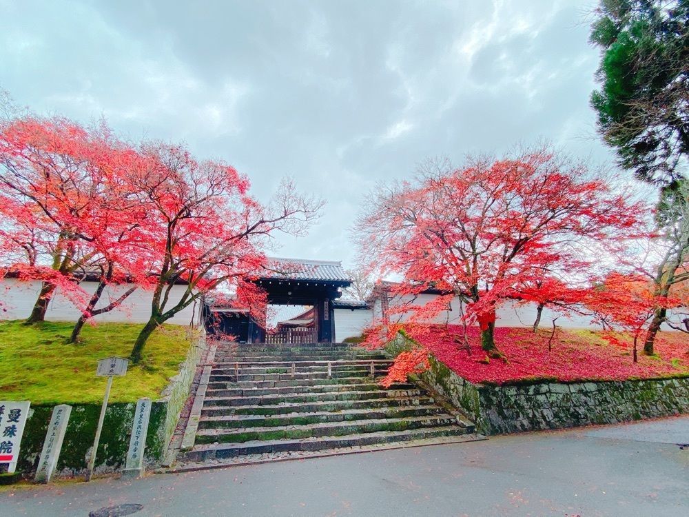 鉄道こまちさんが投稿した曼殊院の紅葉に関する口コミの画像