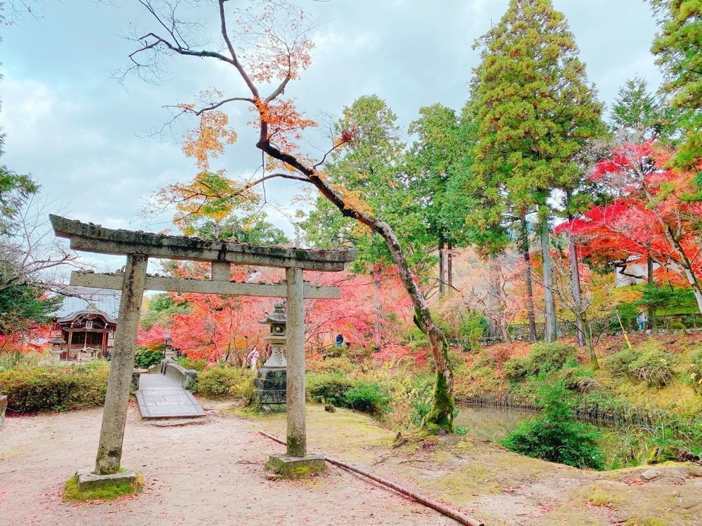 鉄道こまちさんが投稿した曼殊院の紅葉に関する口コミの画像