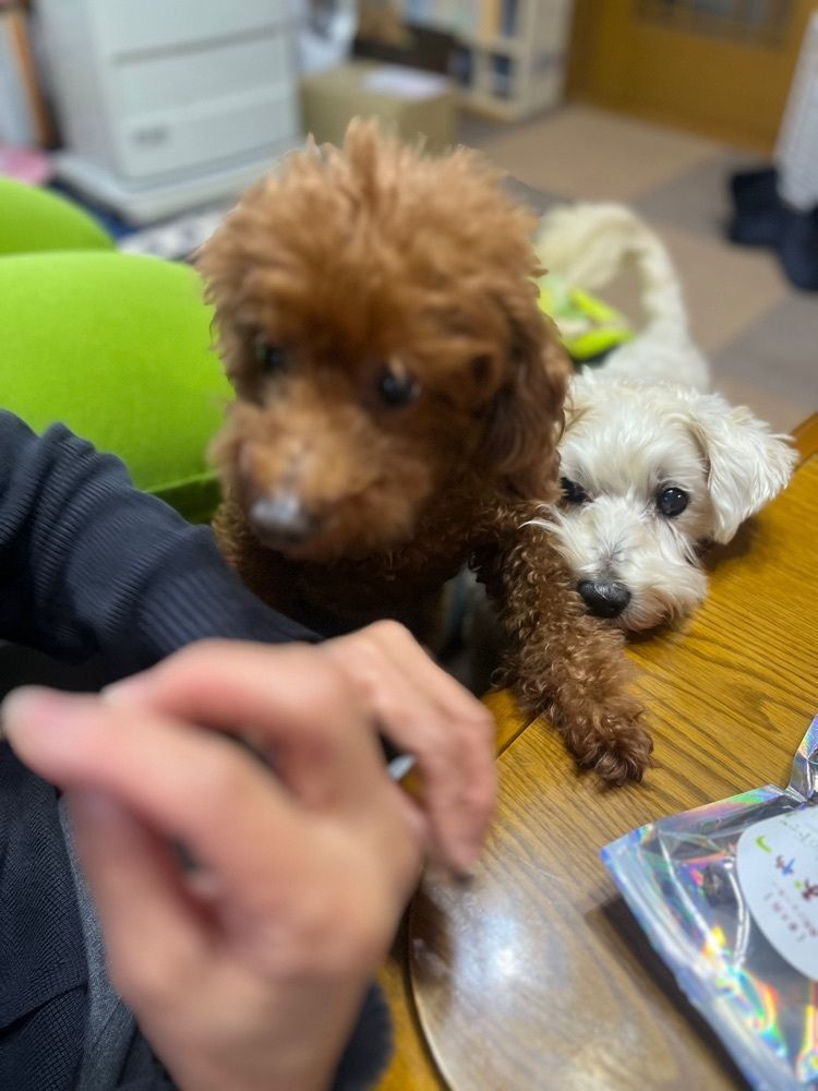 chou chou tabiさんが投稿したきんこやかふぇ（kinco-ya café）に関する口コミの画像