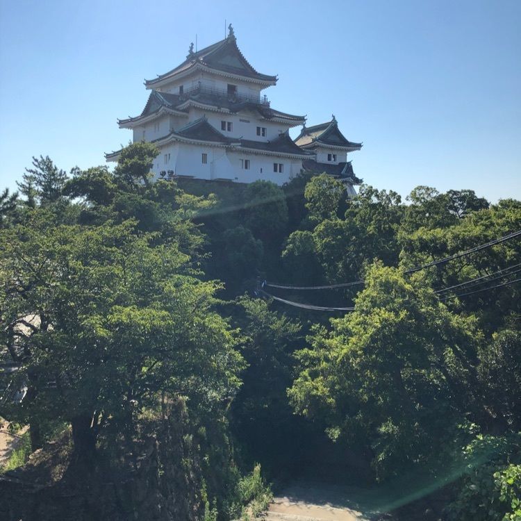 タグユウさんが投稿した和歌山城のツツジに関する口コミの画像