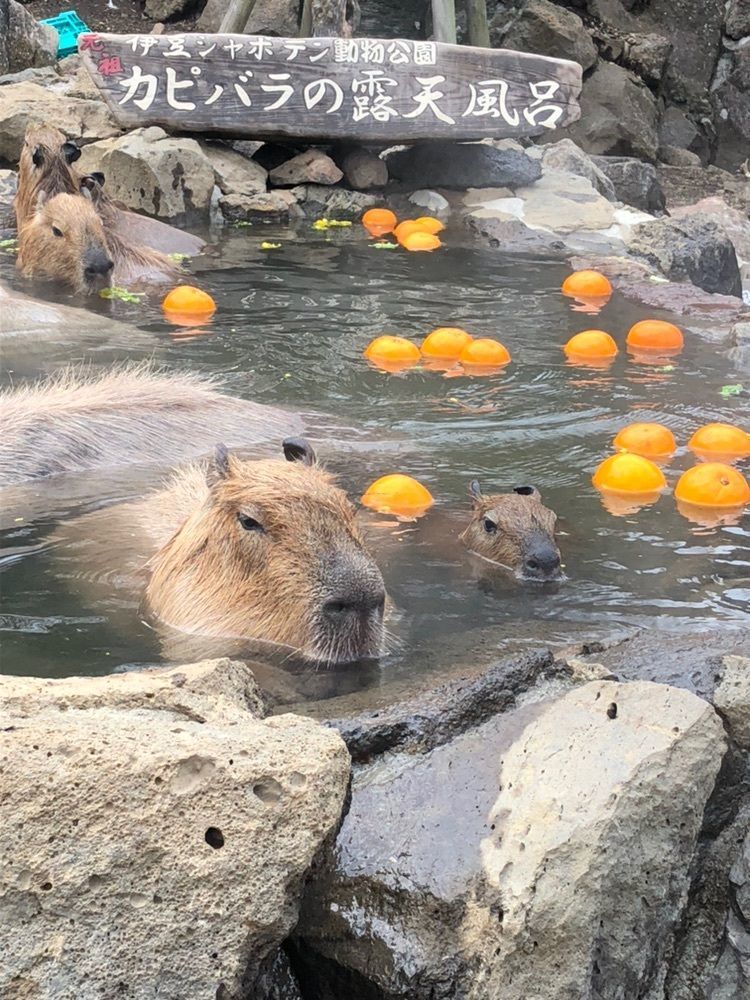 #カピバラ #ぬくぬく #温泉中 #癒し #伊豆 #シャボテン公園 #旅行