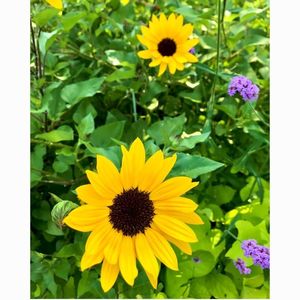 新宮藺沢浮島植物群落 2枚目