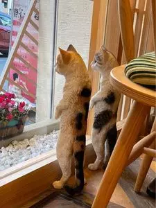 cafeとねこ雑貨 猫かっとん