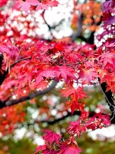 茶寮いま泉