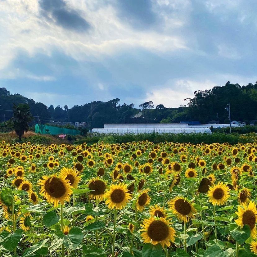 Kayoさんが投稿した県立四季の森公園に関する口コミの画像