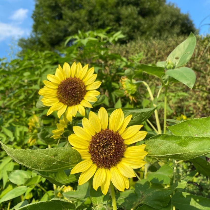 Kayoさんが投稿した県立四季の森公園に関する口コミの画像
