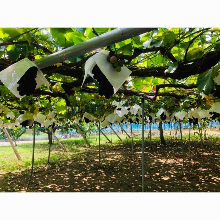 サトツルさんが投稿した観光葡萄園古柏園に関する口コミの画像