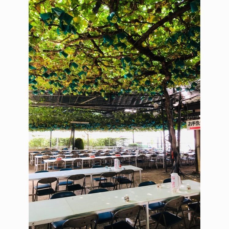 サトツルさんが投稿した観光葡萄園古柏園に関する口コミの画像
