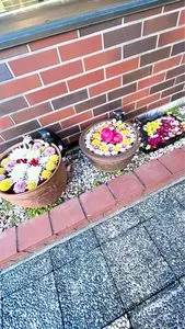 シャロン