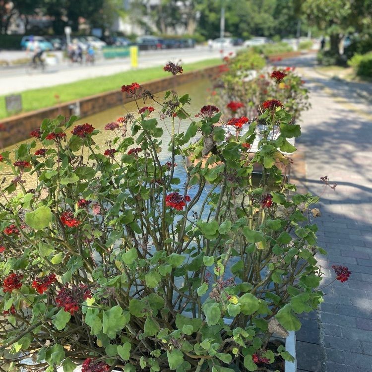 Rhapsodyさんが投稿したホットドッグ 大濠公園ボート乗り場に関する口コミの画像