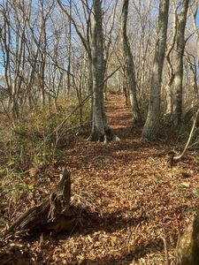 温井スプリングス 7枚目