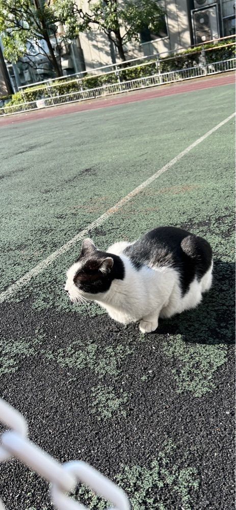 海老桃和久津さんが投稿した桜田公園に関する口コミの画像