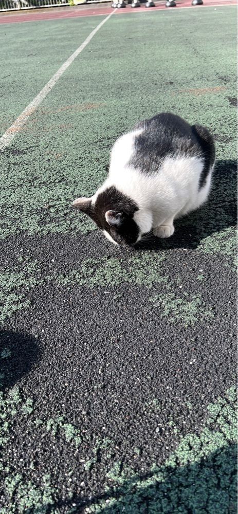海老桃和久津さんが投稿した桜田公園に関する口コミの画像