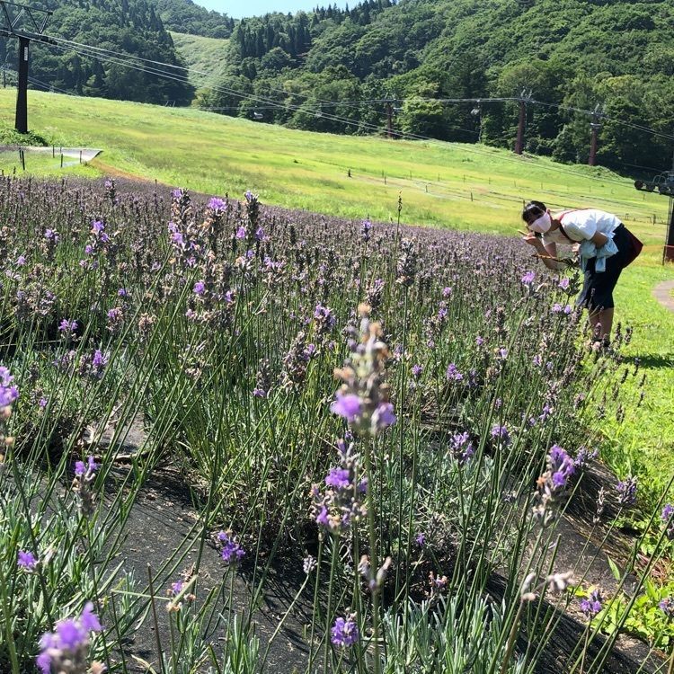 あやぞうさんが投稿したタングラムゆり＆ラベンダー園に関する口コミの画像