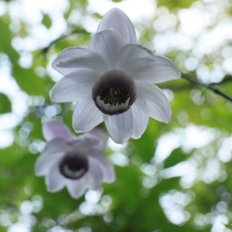 jun1216さんが投稿した軽井沢町植物園のアカバナシモツケソウに関する口コミの画像