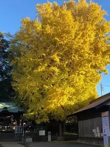 鶴嶺八幡社の大イチョウ