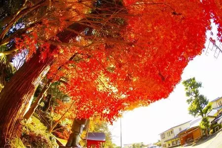 最明寺（善光寺）