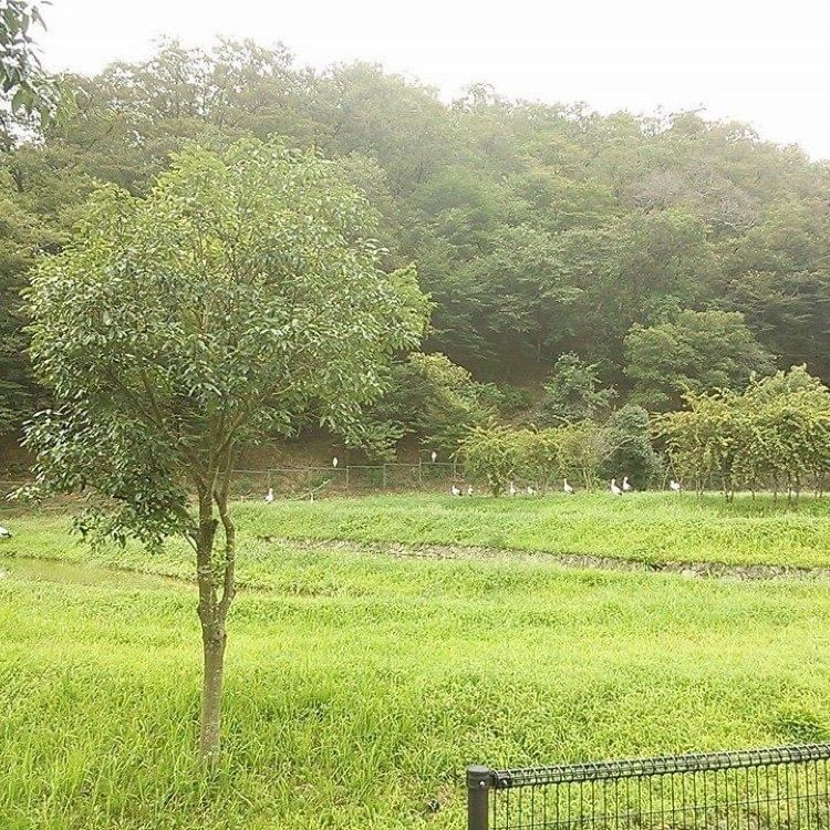 ＤＪゴン太さんが投稿した兵庫県立コウノトリの郷公園に関する口コミの画像