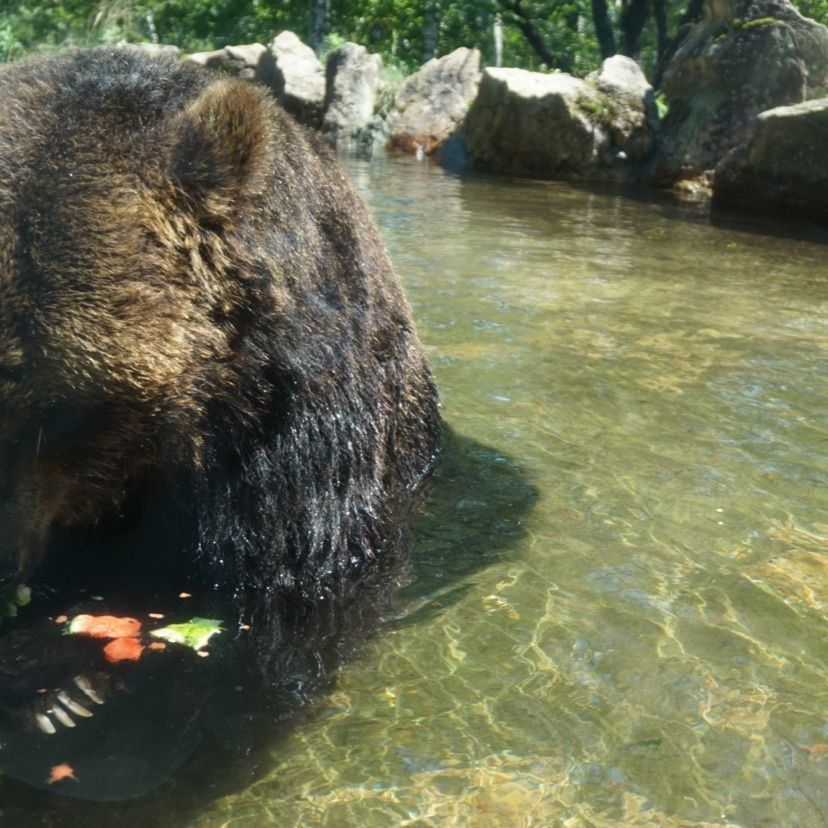 まろんさんが投稿したサホロ　ベアマウンテンに関する口コミの画像