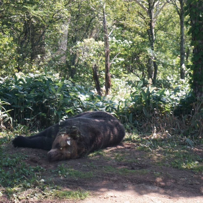 まろんさんが投稿したサホロ　ベアマウンテンに関する口コミの画像