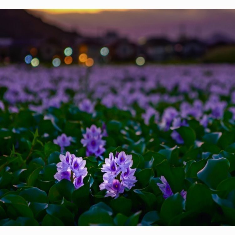 Tettsuさんが投稿した本薬師寺跡ホテイアオイに関する口コミの画像