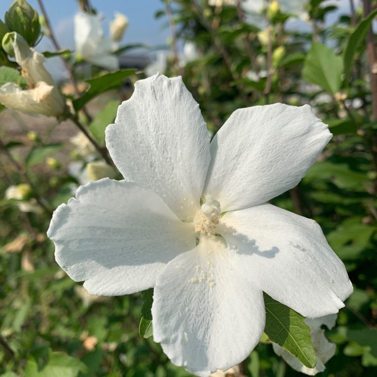 blossom&C7の画像