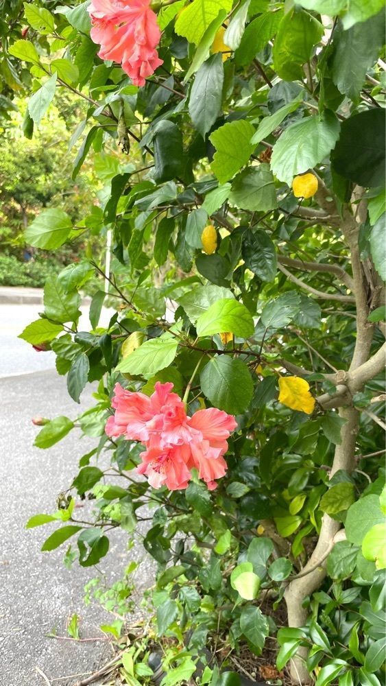 みぃさんが投稿した久米島町に関する口コミの画像