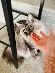 ノアの家