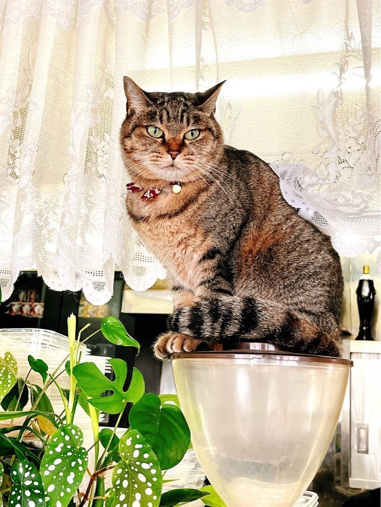 猫なぎ。さんが投稿したノアの家に関する口コミの画像
