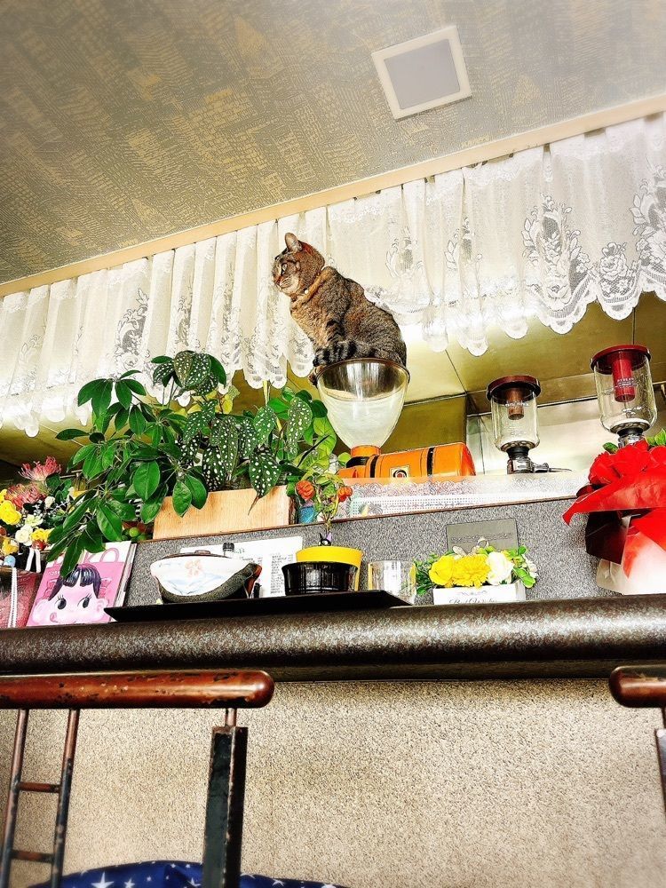 猫なぎ。さんが投稿したノアの家に関する口コミの画像