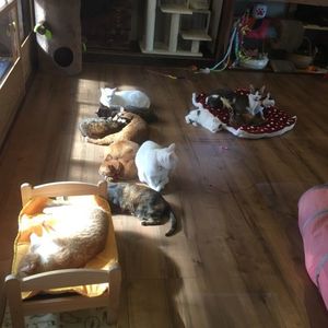 篠山河原町妻入商家群