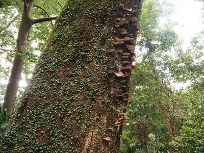 粟ケ岳