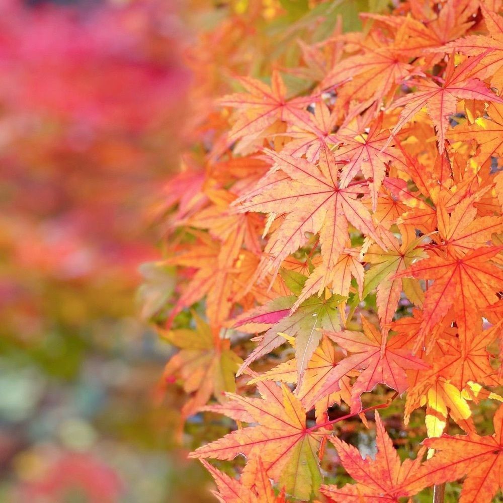おでかけ探検部さんが投稿した芦屋川 むら玄（むらげん）に関する口コミの画像