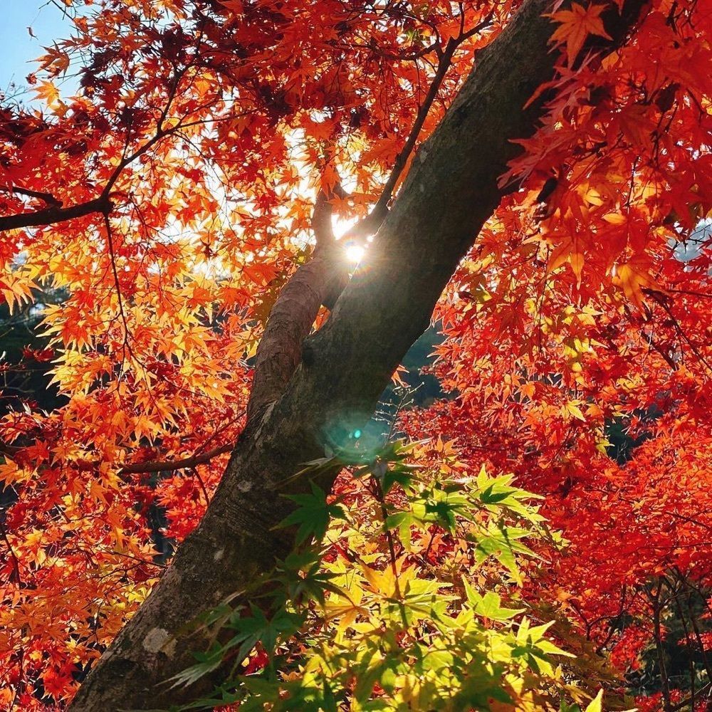 おでかけ探検部さんが投稿した芦屋川 むら玄（むらげん）に関する口コミの画像