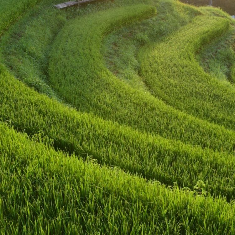 佳さんが投稿した上赤坂城跡に関する口コミの画像