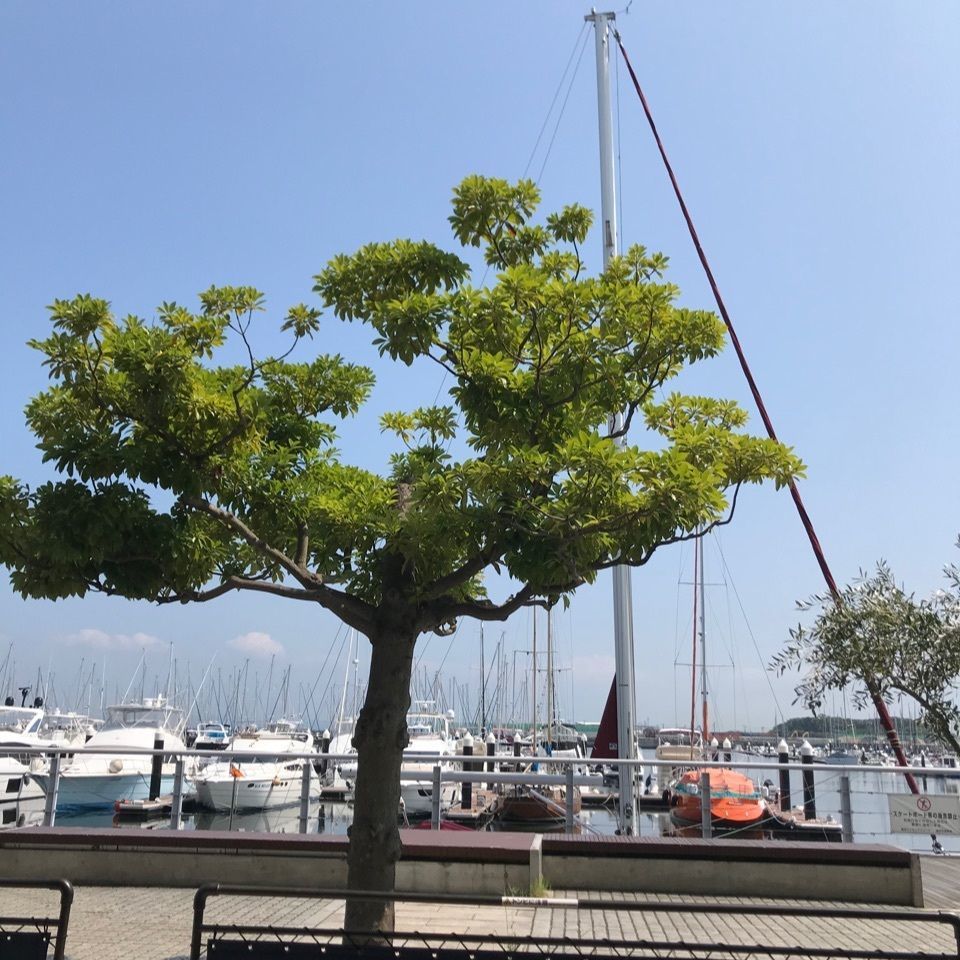 みんみんさんが投稿したBAYSIDE KITCHENに関する口コミの画像