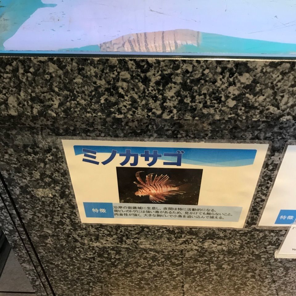 みんみんさんが投稿した海のマルシェたてやまに関する口コミの画像