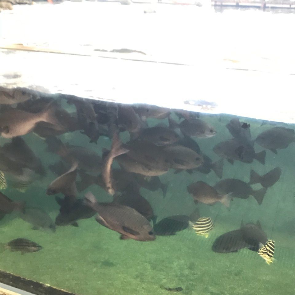 みんみんさんが投稿した海のマルシェたてやまに関する口コミの画像